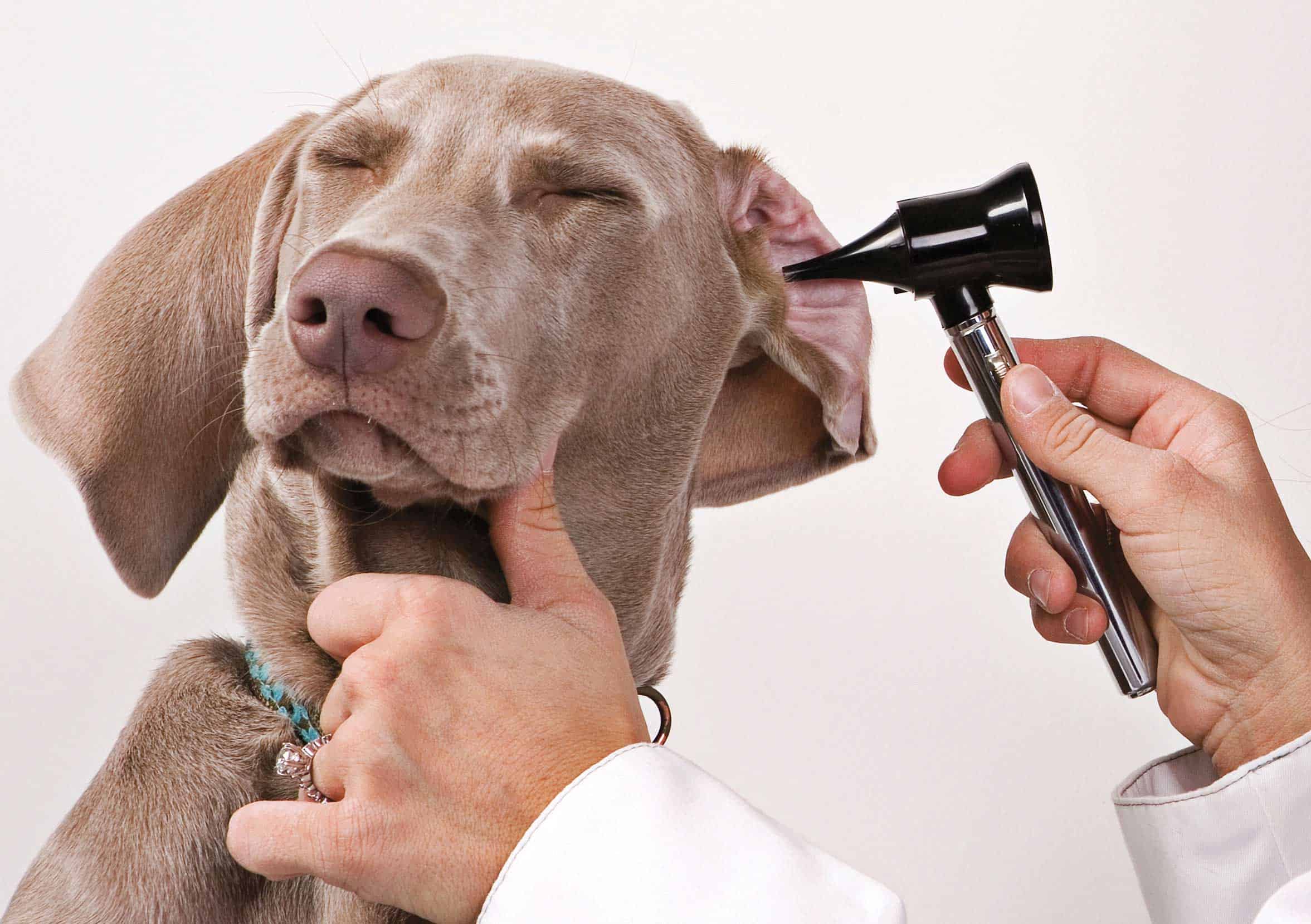 Animal Medical Hospital Blog Charlotte NC Ear Infections In Dogs 