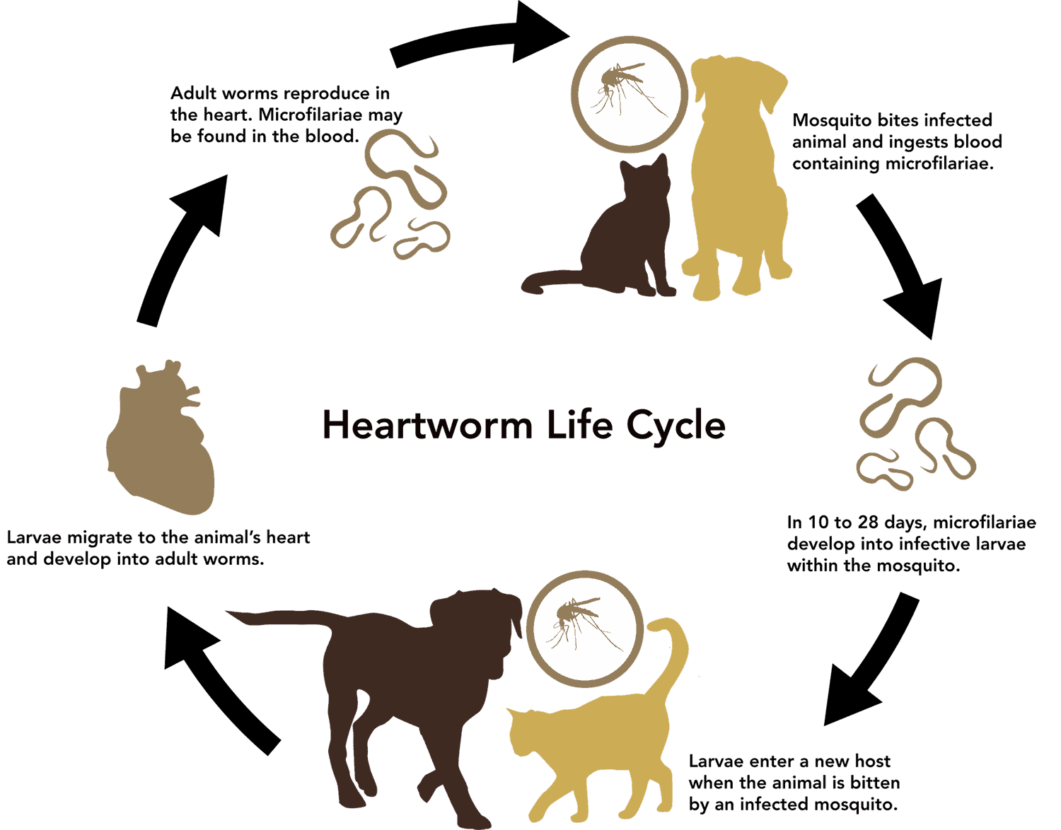 life cycle of a animal