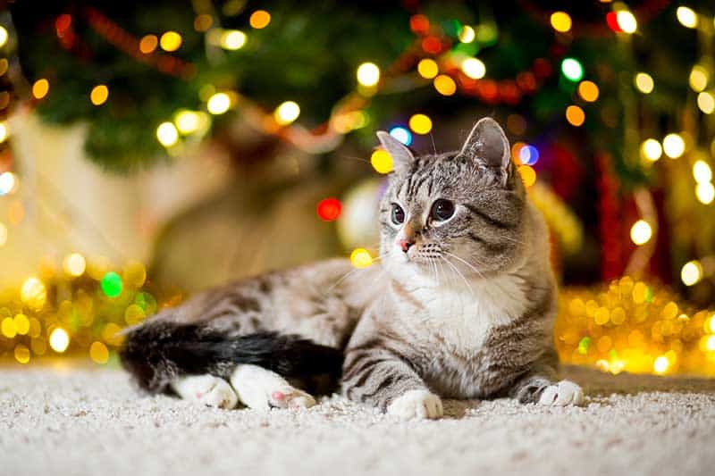 Holiday Pet Safety You Can Count On