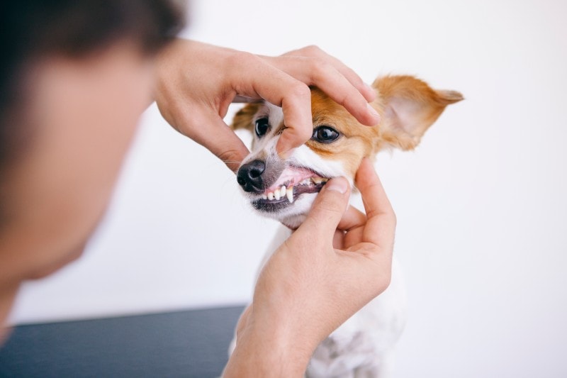 Spotlight on Pet Dental Care: Do Pets Really Need Regular Teeth Cleaning?