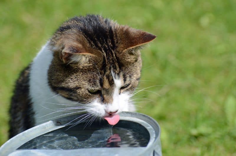 When It Comes to Pet Dehydration, Prevention Is Key