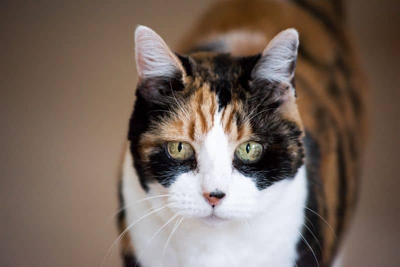 Looking for an Old Friend? It May Be Time to Adopt a Senior Pet