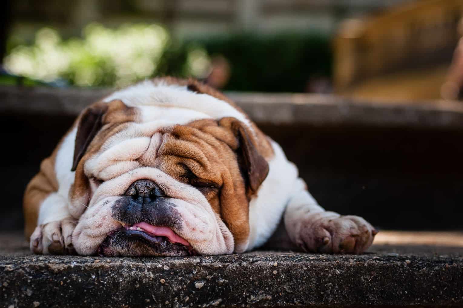 Snorts And Farts: A Guide To Bulldog Problems - Animal Medical Hospital  Blog - Charlotte, NC