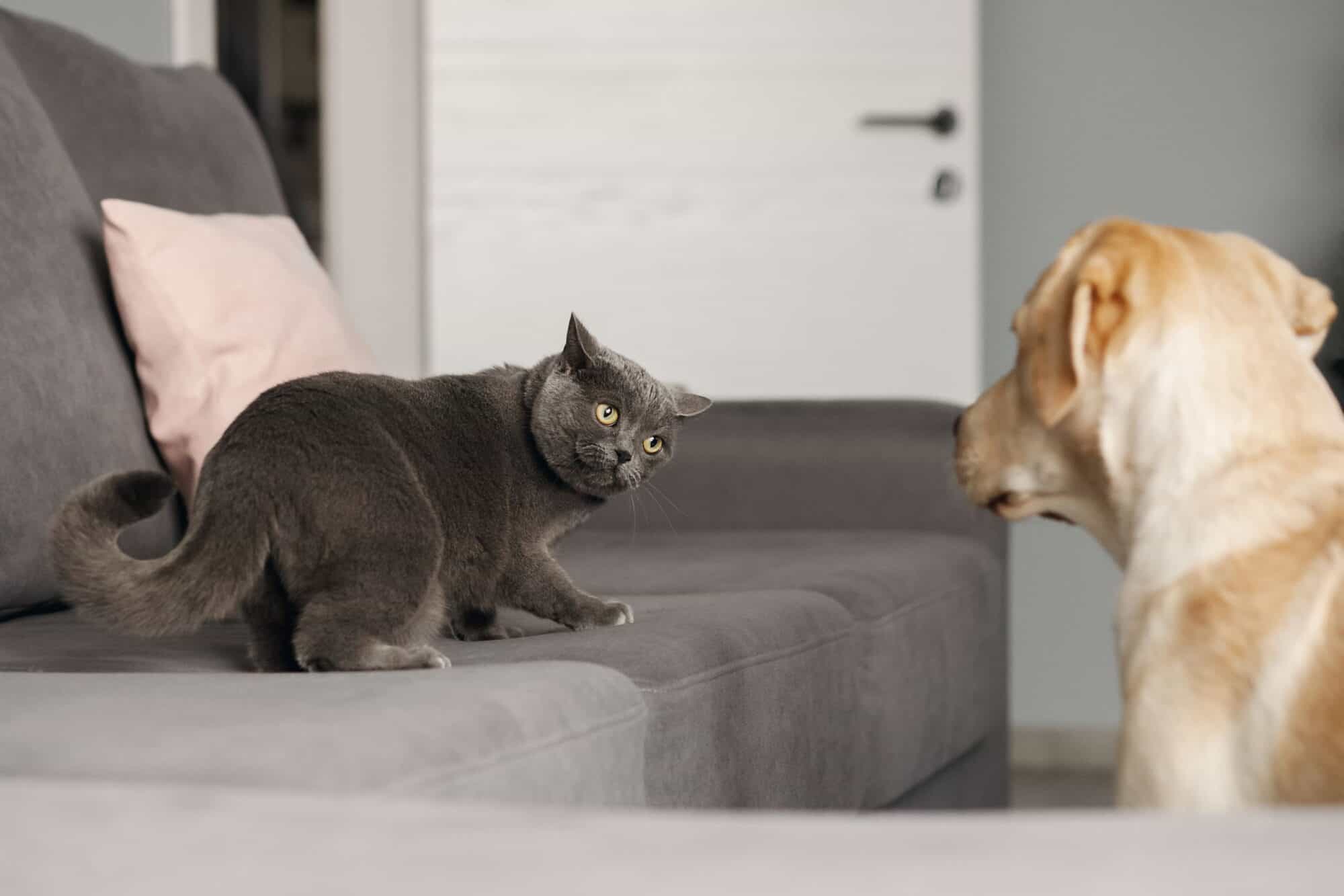a cat really really scared of a dog