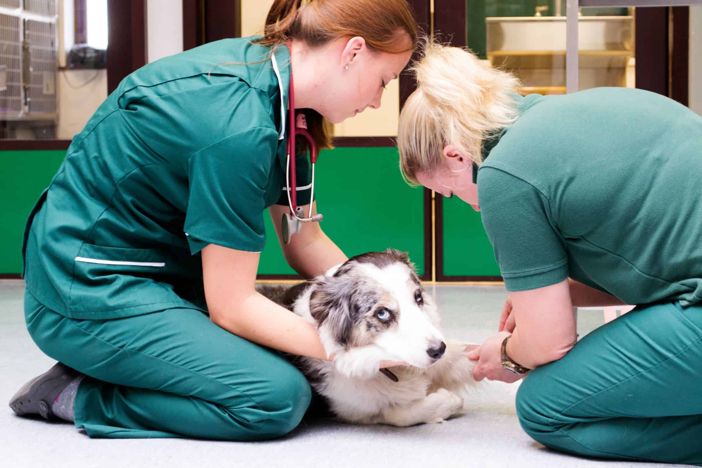 veterinarians in action