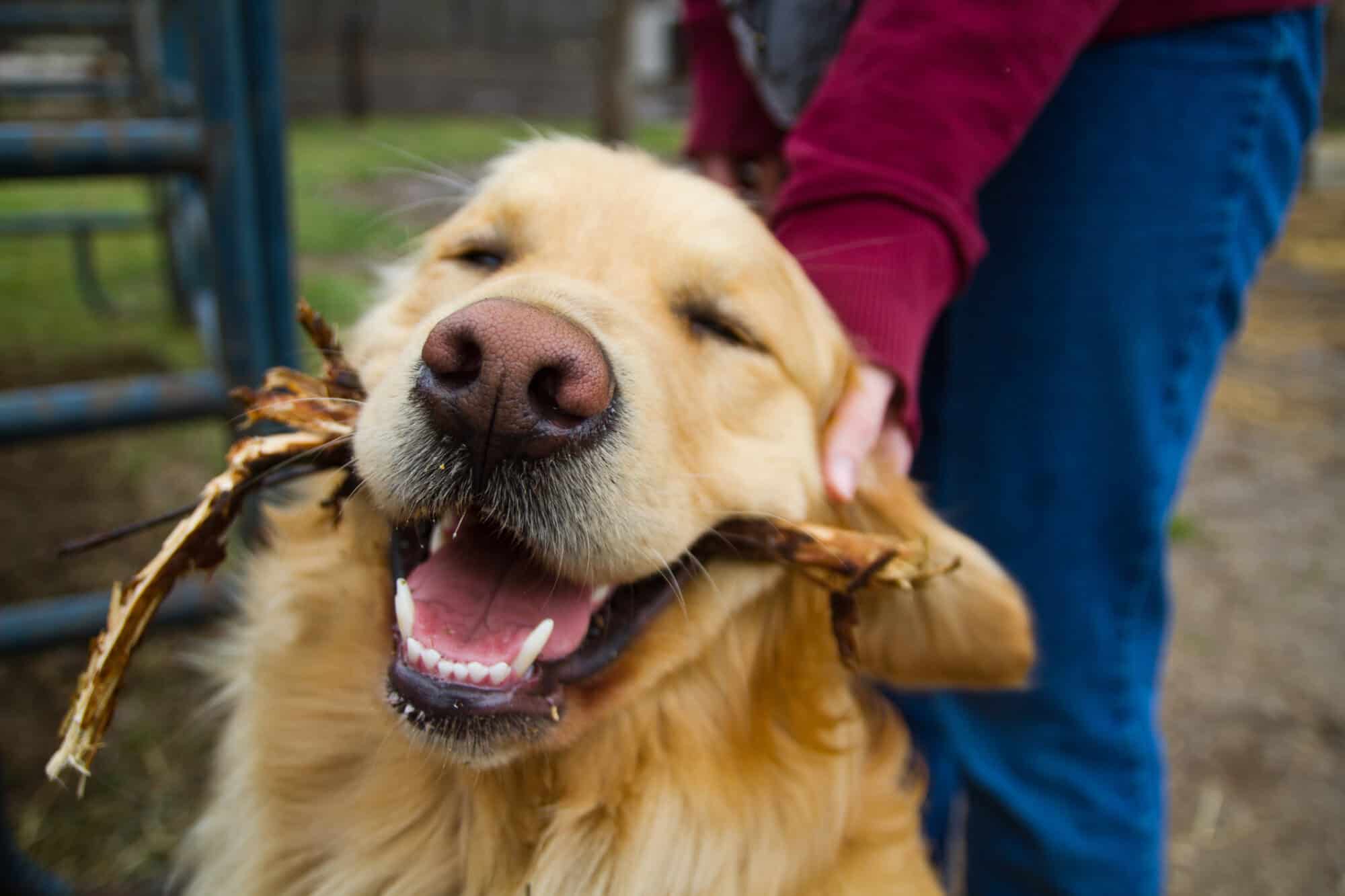 Sensory Symphony: Unraveling the Wonders of How Our Pets Experience the World