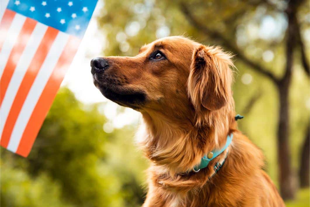 Fourth of July Pet Safety