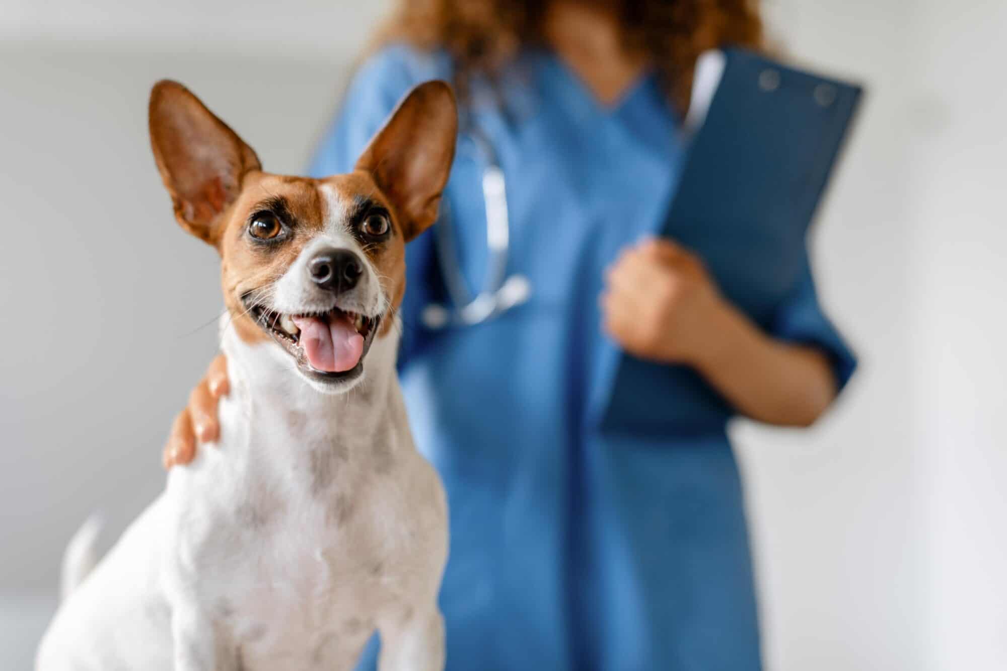 Veterinary Specialist Referral: When Your Pet Needs Expertise