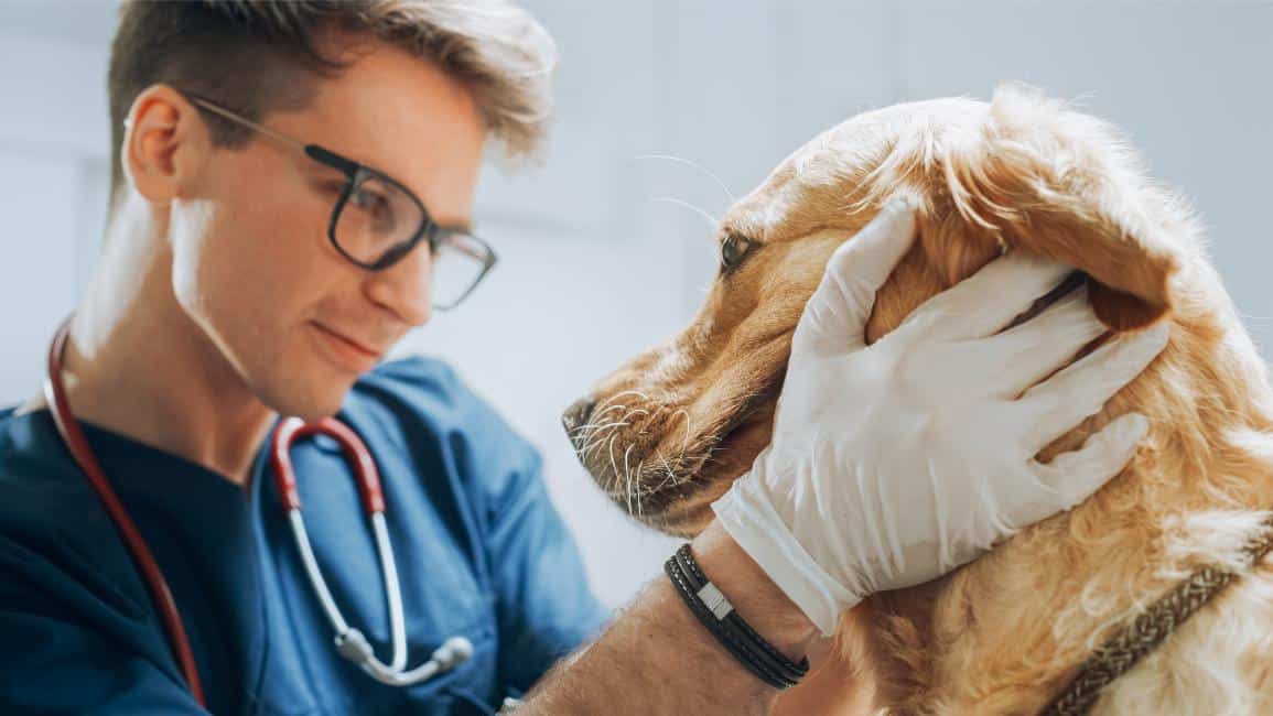 The Critical Role of Specialty Vets in Managing Chronic Conditions