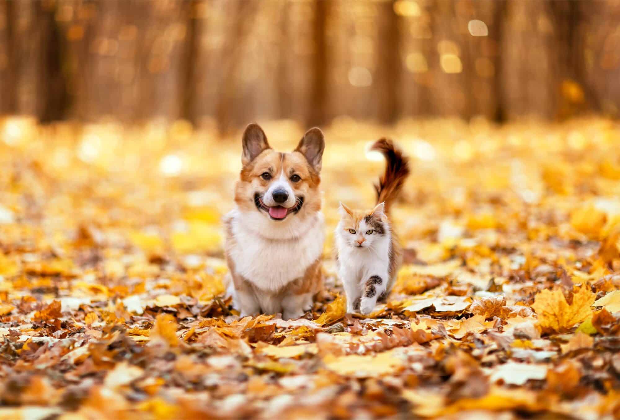 Seasonal Pet Hazards: Fall Edition