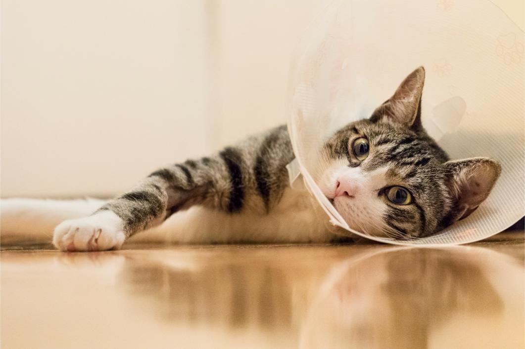 Post-Surgery Care For Pets