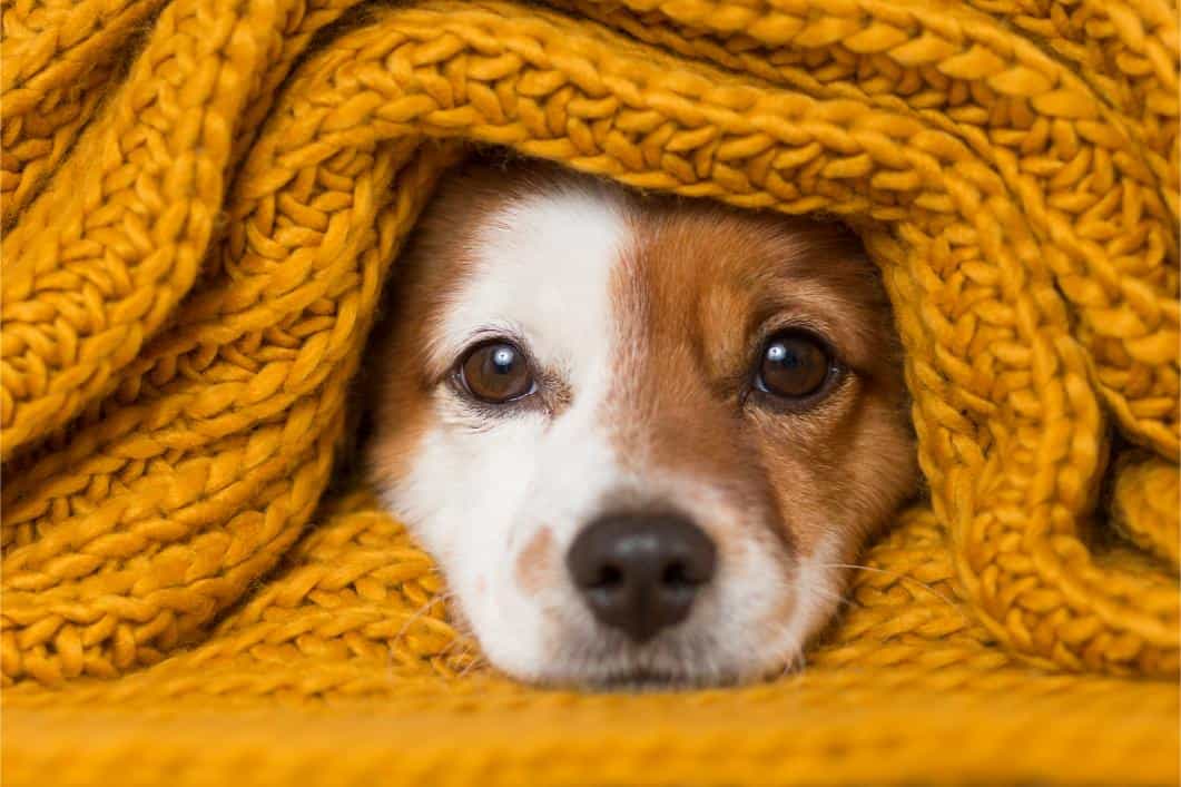 Cold Weather Injuries in Pets: Frostbite, Hypothermia, and Treatment Options