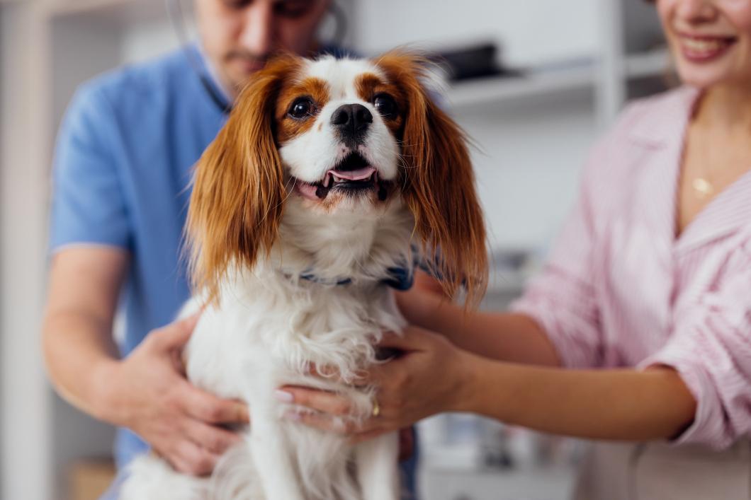 When Routine Care Isn’t Enough: Recognizing Rare Diseases in Pets