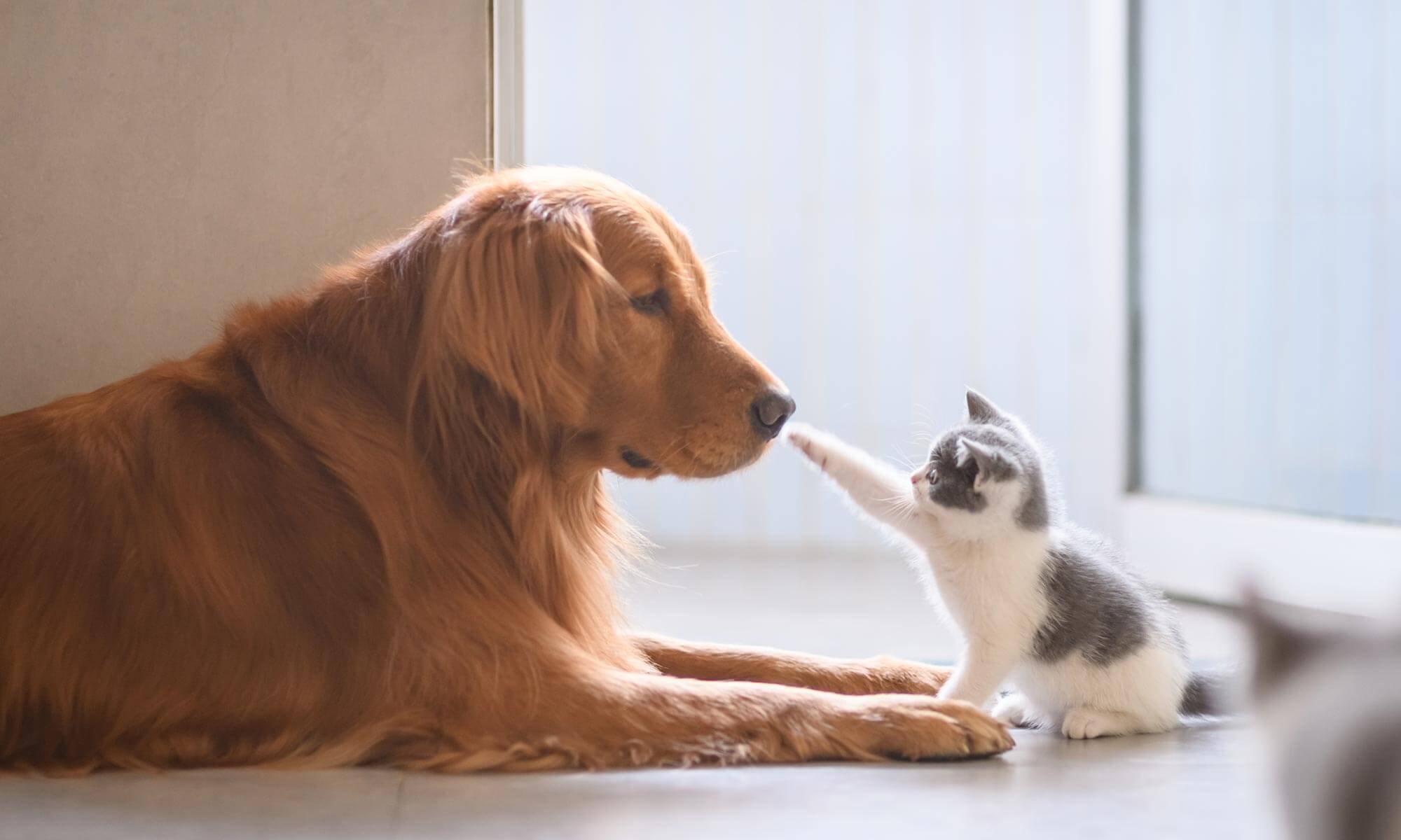 A dog and cat looking at each other