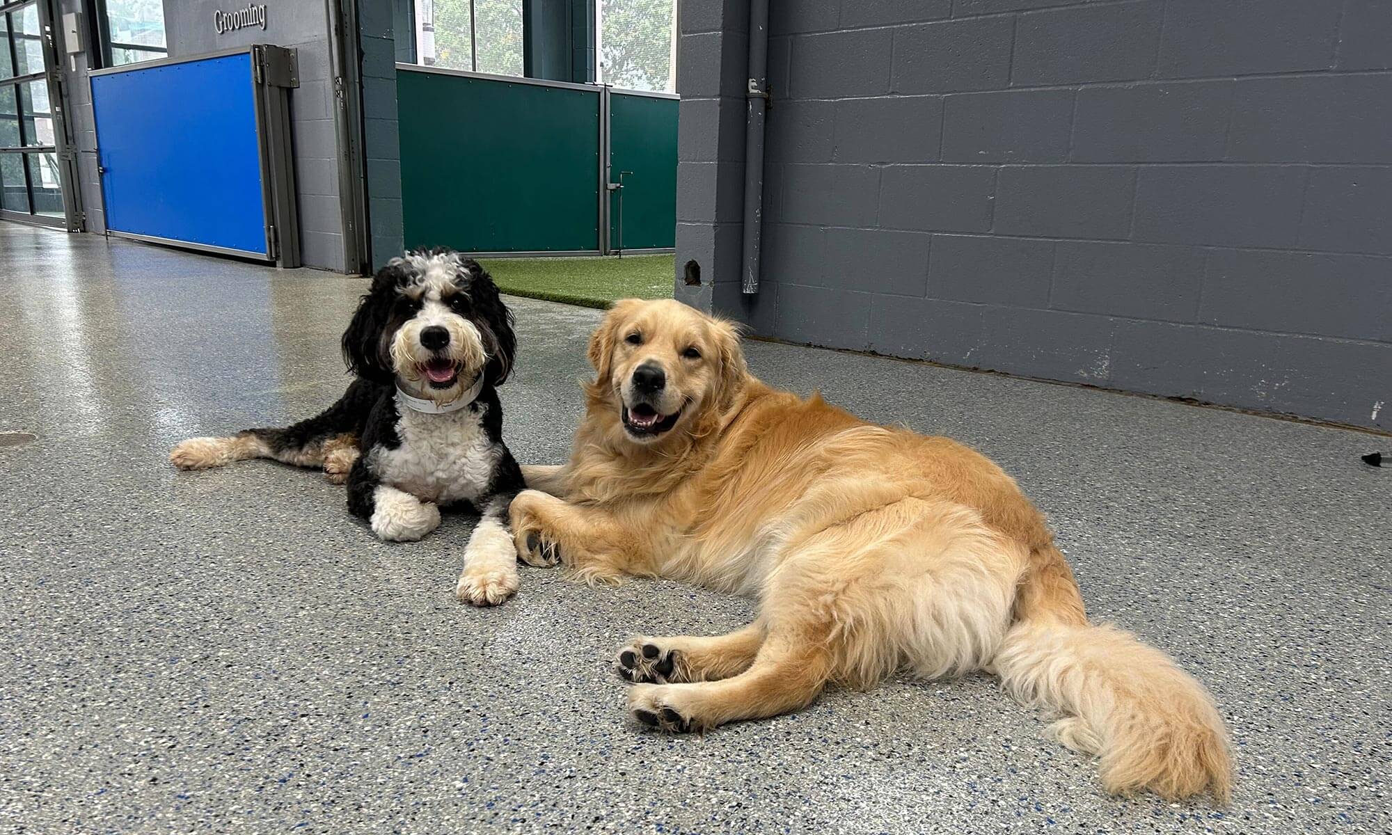 Two dogs at our day camp