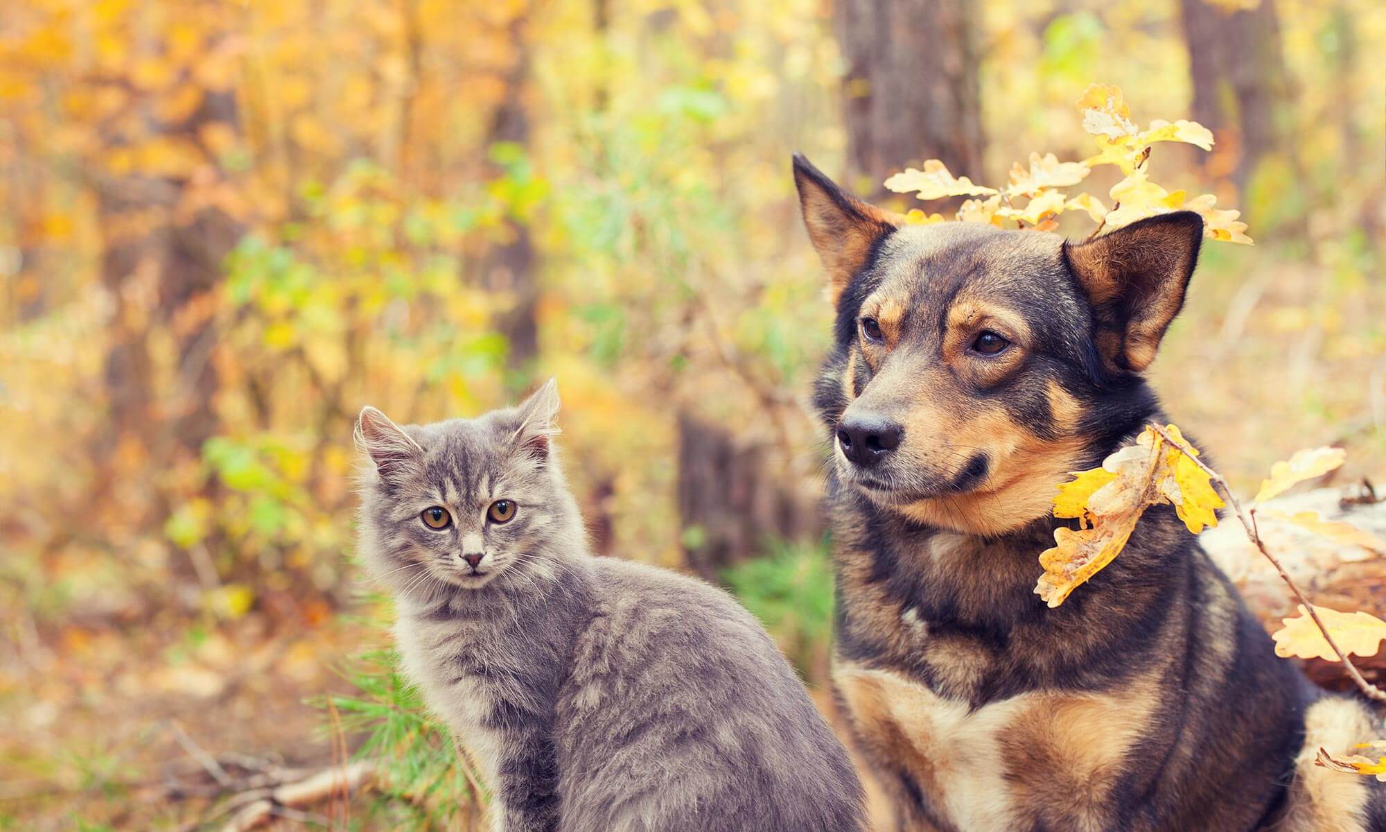 A dog and cat outdoors