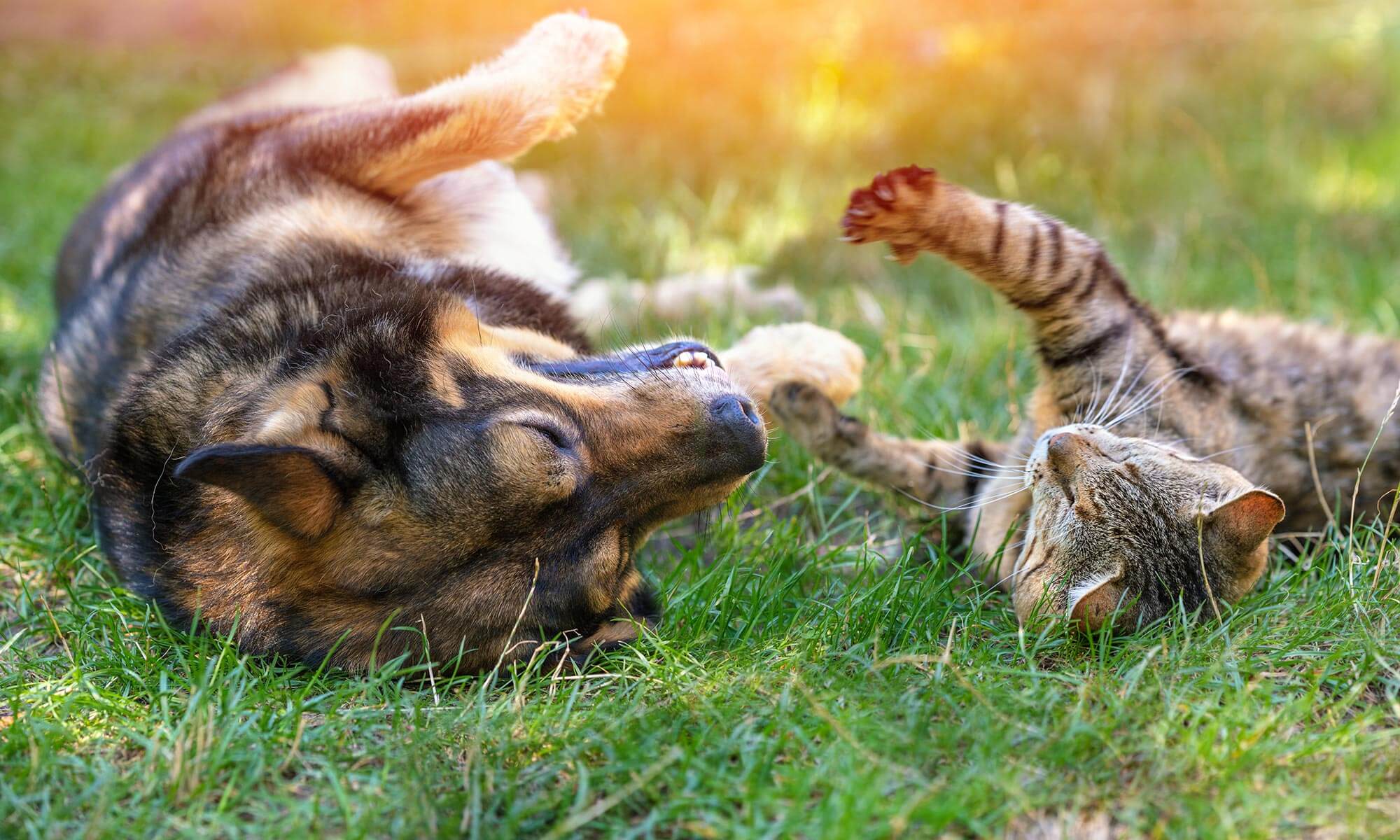 A cat and dog playing outside