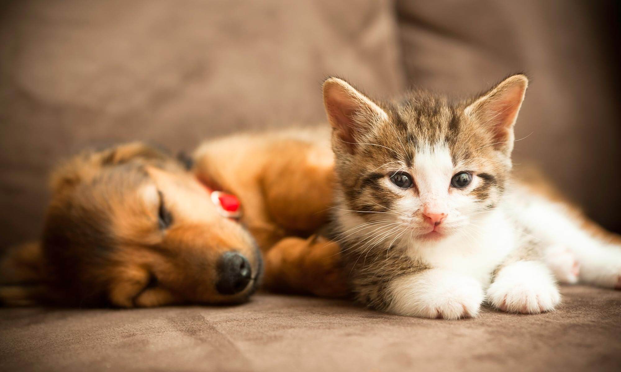 A kitten and puppy