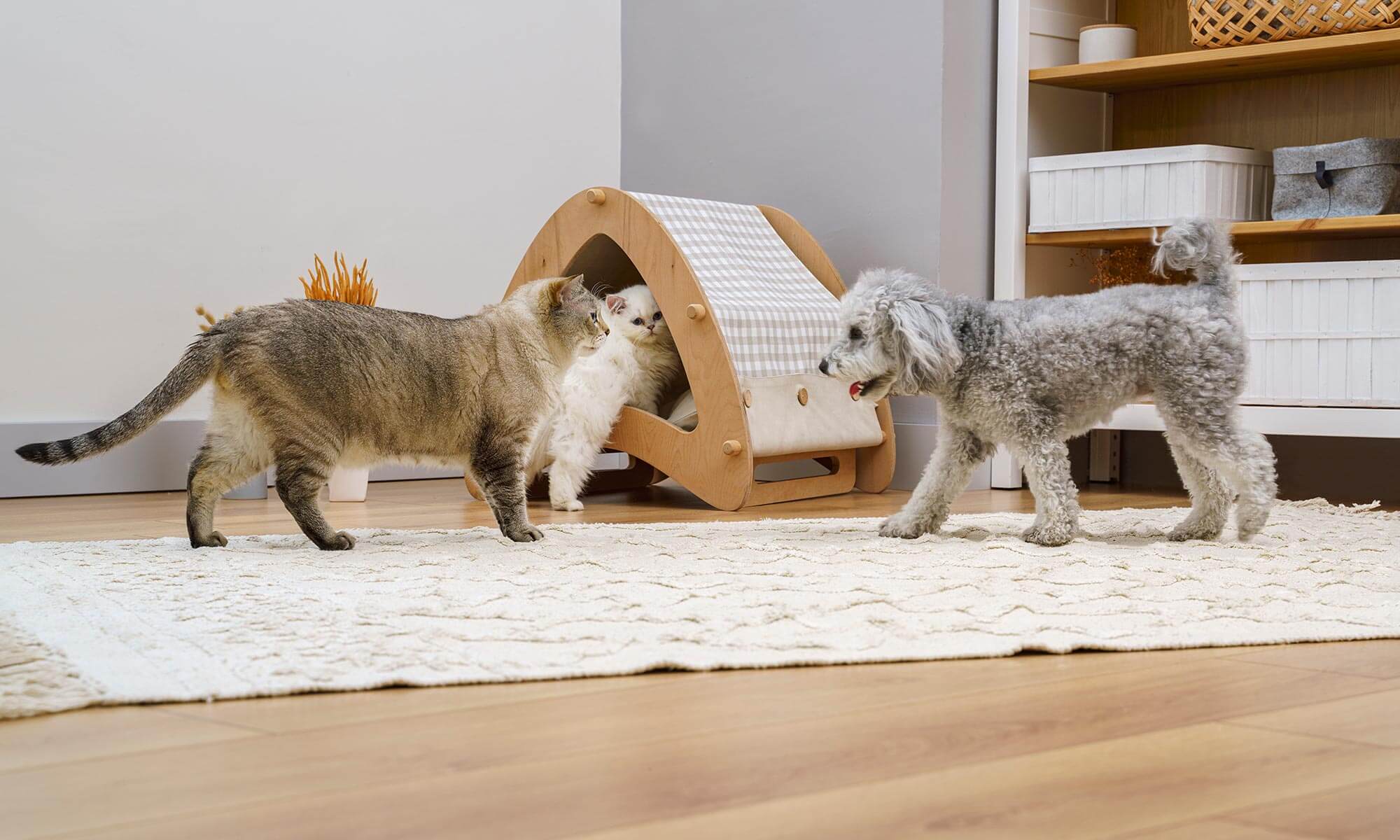 A dog and cats in a living room