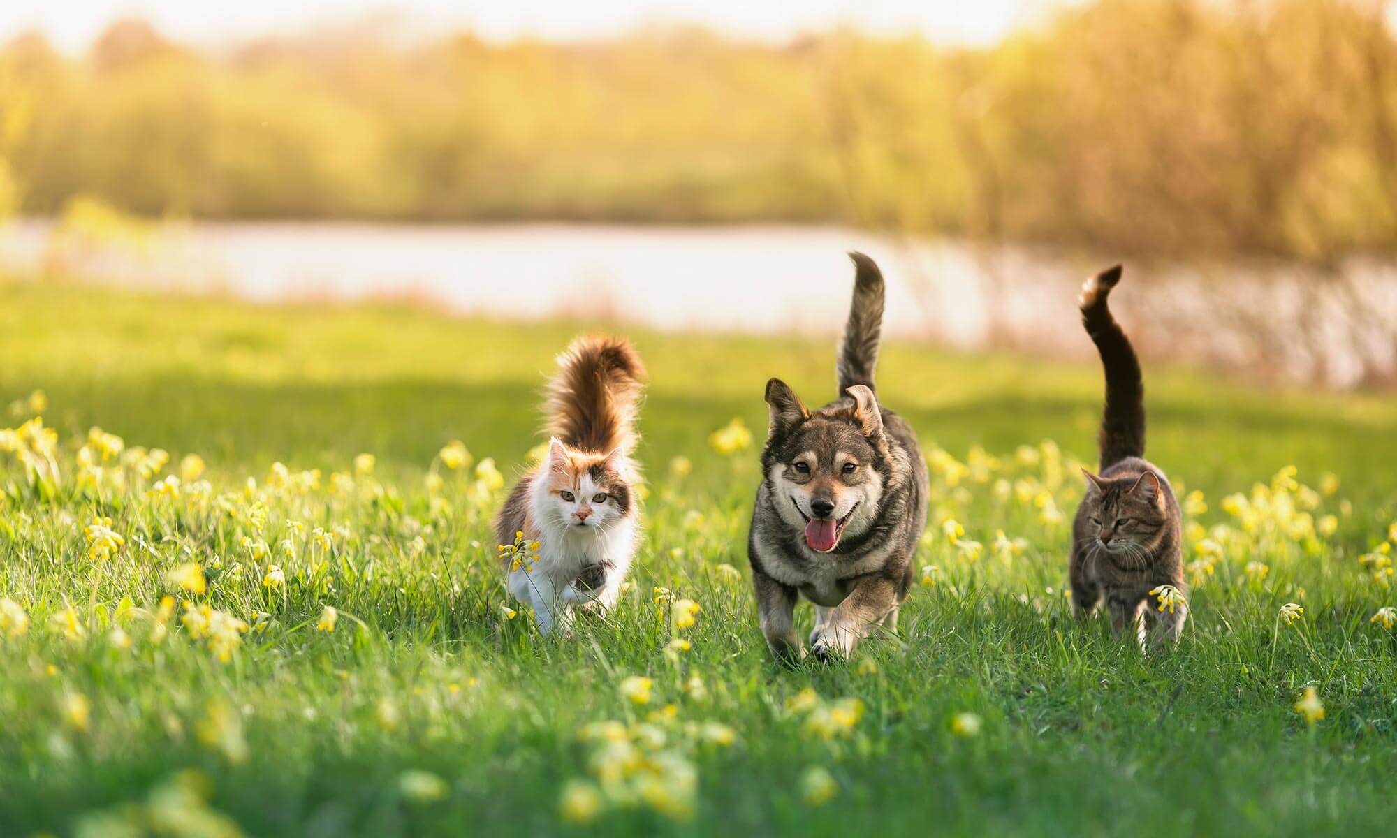 A dog and two cats on an adventure