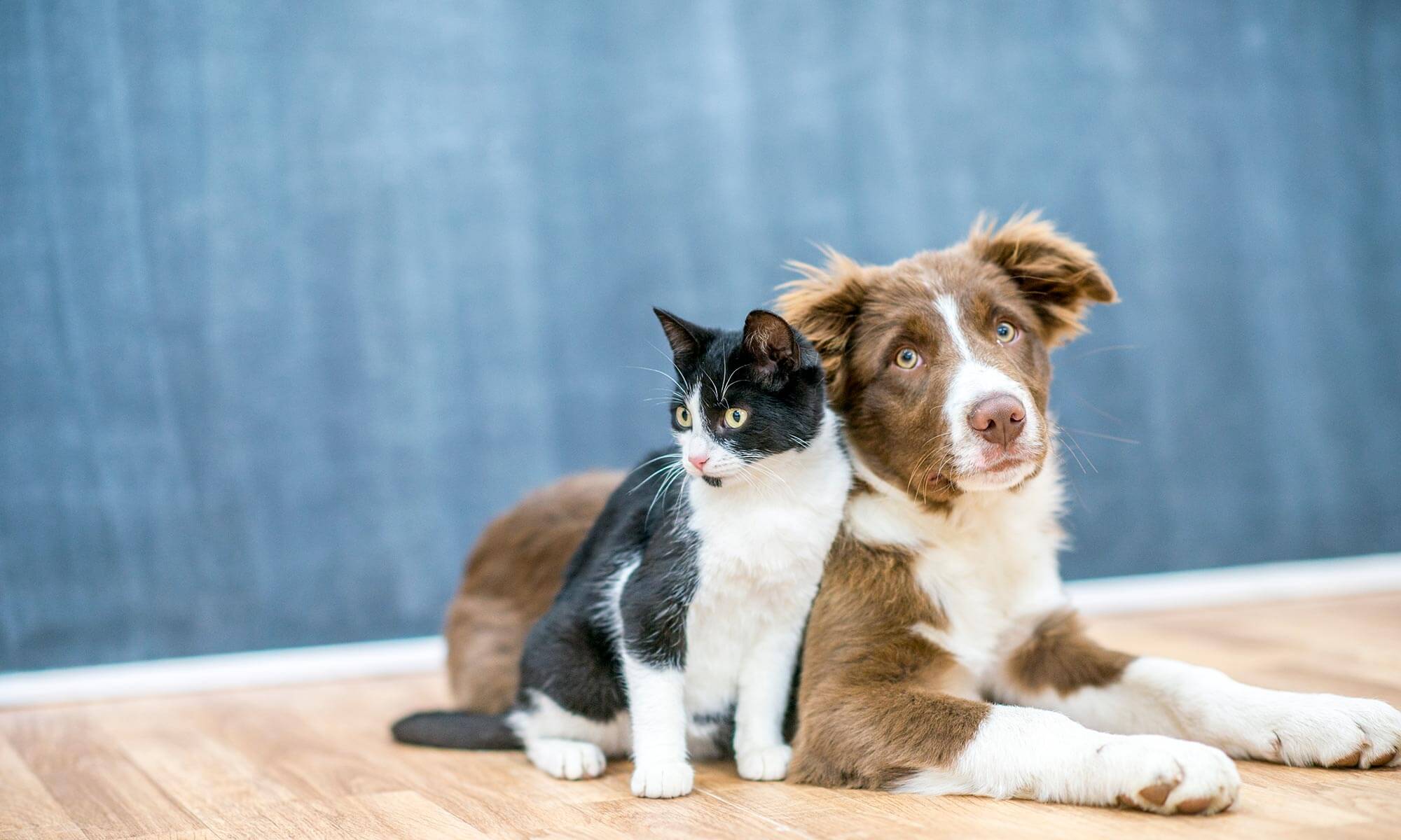 A dog and cat laying together